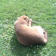 Blanding af racer Cuba