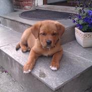 Blanding af racer Cuba