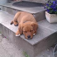 Blanding af racer Cuba