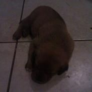 Blanding af racer Cuba