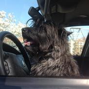 Blanding af racer Freja