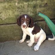 Field Trial spaniel Carlos (Carl Olsen)