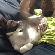 Field Trial spaniel Carlos (Carl Olsen)