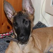 Malinois kira