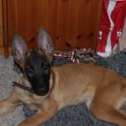 Malinois kira