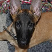 Malinois kira