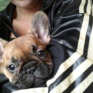 Fransk bulldog Tesla