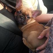 Fransk bulldog Tesla