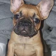 Fransk bulldog Tesla