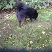Schipperke Trille