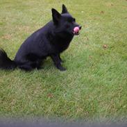 Schipperke Trille
