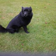 Schipperke Trille