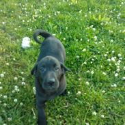 Labrador retriever sasja