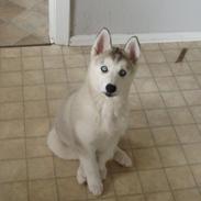 Siberian husky Shelby