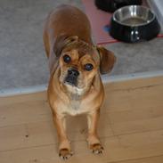 Blanding af racer Bitten