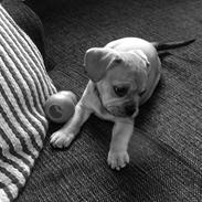 Blanding af racer Bitten