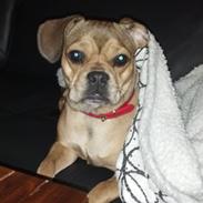 Blanding af racer Bitten