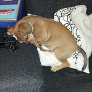 Blanding af racer Bitten