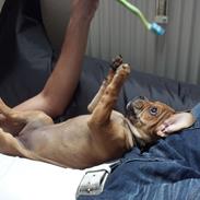 Blanding af racer Bitten