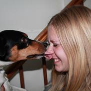 Dansk svensk gaardhund Fister (himmelhund)