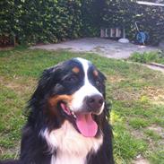 Berner sennenhund Louie