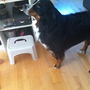 Berner sennenhund Louie