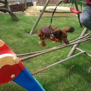 Miniature gravhund Balou