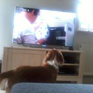 Blanding af racer Robin<33