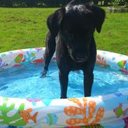 Labrador retriever Taison (Tyson)