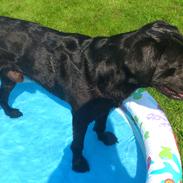 Labrador retriever Taison (Tyson)