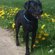 Labrador retriever Taison (Tyson)