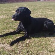 Labrador retriever Taison (Tyson)