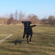 Labrador retriever Taison (Tyson)