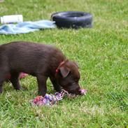 Australsk kelpie Tarrawangas Bingo (Dingo)