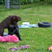 Australsk kelpie Tarrawangas Bingo (Dingo)