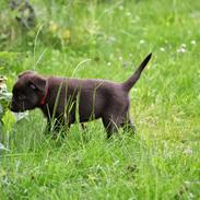 Australsk kelpie Tarrawangas Bingo (Dingo)