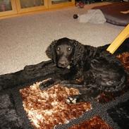 Curly coated retriever Chilli