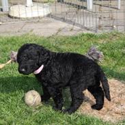Curly coated retriever Chilli