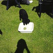 Curly coated retriever Chilli