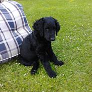 Curly coated retriever Chilli