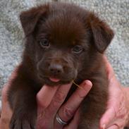 Australsk kelpie Tarrawangas Bingo (Dingo)