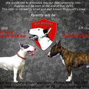 Bullterrier miniature "Jayla" Jacqueline Kia
