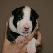 Bullterrier miniature "Jayla" Jacqueline Kia