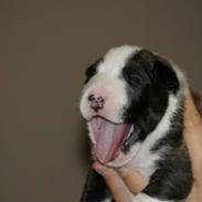 Bullterrier miniature "Jayla" Jacqueline Kia