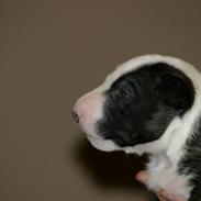 Bullterrier miniature "Jayla" Jacqueline Kia