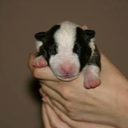 Bullterrier miniature "Jayla" Jacqueline Kia