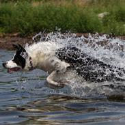 Border collie Tia - 9 år