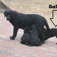 Labrador retriever Sally