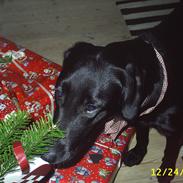 Labrador retriever Sally