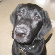 Labrador retriever Sally